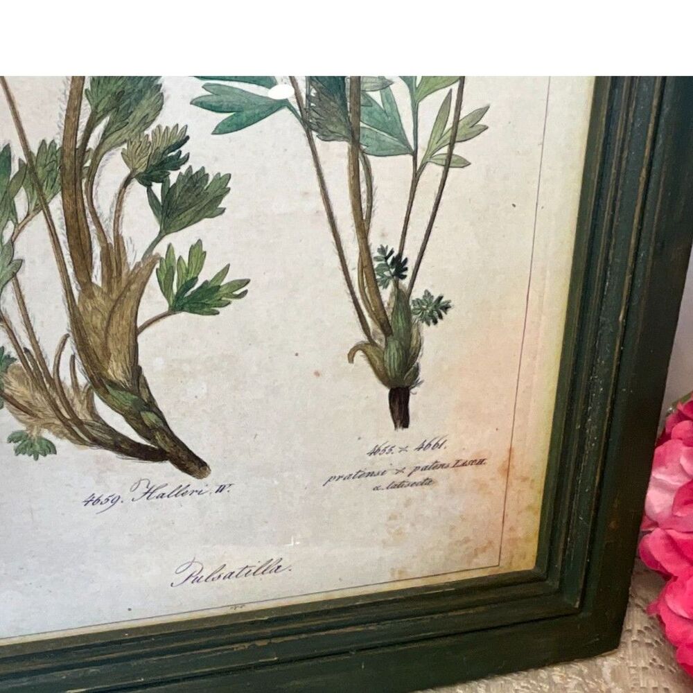 Antique botanical illustration Pulsatilla plant Pasque flower - Picture 6 of 7